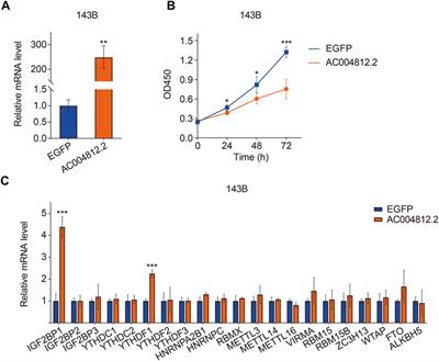 N6-Methyladenosine-Related lncRNAs Are Potential Prognostic Biomarkers and Correlated With Tumor Immune Microenvironment in Osteosarcoma